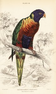 Rainbow Lorikeet, Trichoglossus moluccanus by William Home Lizars