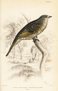 Red-shouldered Cuckooshrike, Female, Campephaga phoenicea
