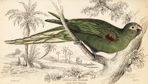 Red-shouldered macaw, Diopsittaca nobilis