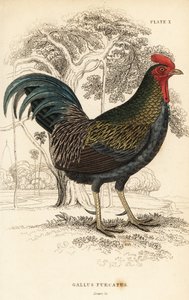Red junglefowl