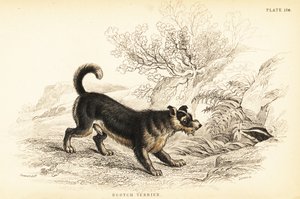 Scottish Terrier, Canis lupus familiaris by William Home Lizars
