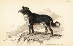 Shepherds dog or sheep dog by William Home Lizars