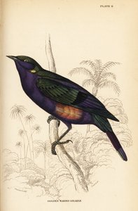 Splendid glossy starling (Senegal)