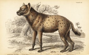 Spotted hyena or laughing hyena