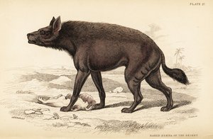 Striped hyena, Hyaena hyaena