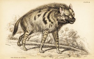 Striped hyena, Hyaena hyaena