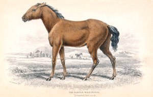 Tarpan by William Home Lizars