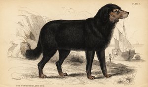 The Newfoundland dog, Canis lupus familiaris by William Home Lizars