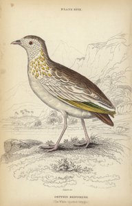 The White-spotted Ortygis by William Home Lizars