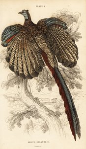 The Great Argus, Argusianus argus by William Home Lizars