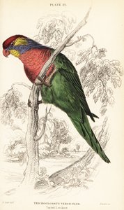 Varied lorikeet, Psitteuteles versicolor by William Home Lizars