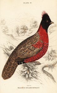 Western tragopan or western horned tragopan by William Home Lizars