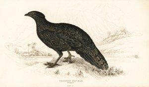 Western tragopan or western horned tragopan, female by William Home Lizars