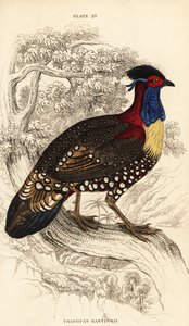 Western tragopan or western horned tragopan, male, Tragopan melanocephalus by William Home Lizars