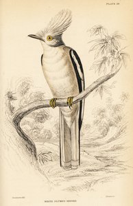 White-crested Helmetshrike, Prionops plumatus
