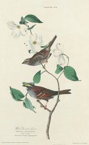 White-throated Sparrow by William Home Lizars