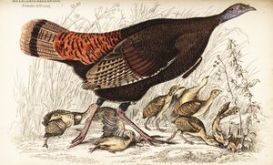 Wild turkey, female and young