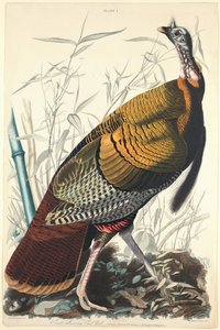 Great American Cock by William Home Lizars after John James Audubon