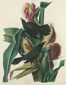 Purple Grackle by William Home Lizars after John James Audubon