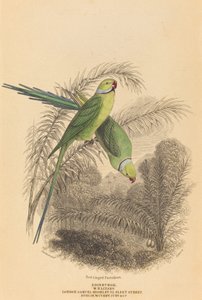 Red Ringed Parakeet