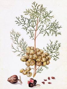 Cypress Leaf and Nuts
