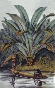 Palm Tree by William Hooker