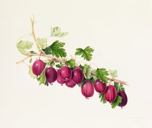 Purple Gooseberry by William Hooker