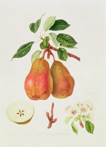 The Chaumontelle Pear
