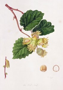 The Cob Nut, 1816