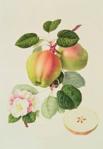 The Dutch Codlin by William Hooker