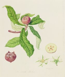 The Dutch Medlar