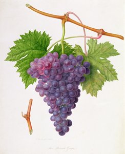 The Poonah Grape