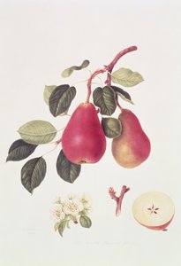 The Scarlet Beurree Pear, 1819