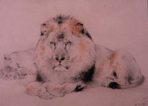 Lion and Lioness