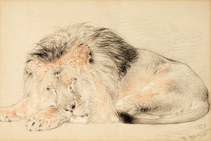 Study of a Lion