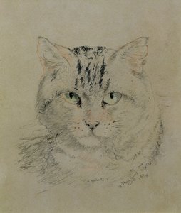 Tabby Cat