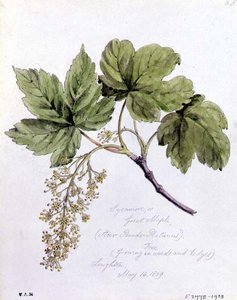 Sycamore, or Great Maple by William James Linton