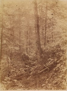 Untitled, from the portfolio The Forest: Adirondack Woods by William James Stillman
