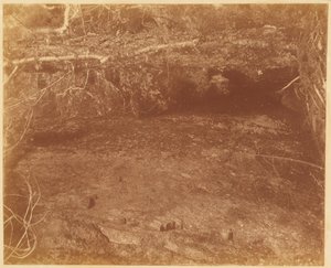 Untitled, from the portfolio The Forest: Adirondack Woods by William James Stillman