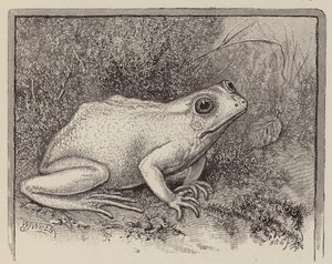 An Albino Frog by William James Webbe