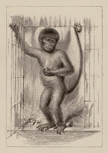 The negro-monkey