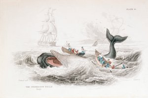 Harpooning a Sperm Whale, 1837