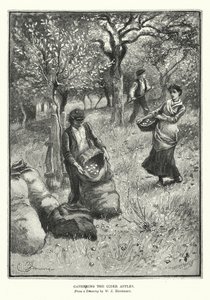 Gathering the Cider Apples