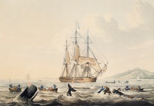 Whaling in South Seas