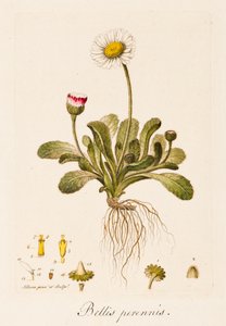 Daisy
