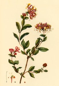 Honeysuckle, 1777, 1944