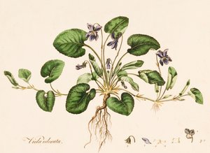 Sweet Violet, c1770-1790