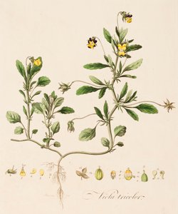 Viola Tricolor, Wild Pansy by William Kilburn