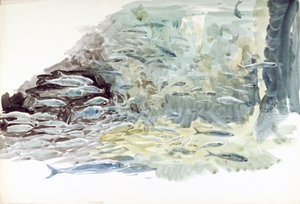 Underwater View of a Shoal of Fish