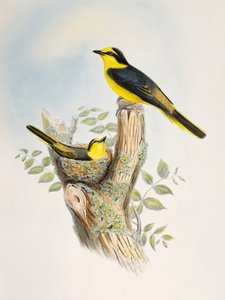 Brown-rumped Minivet (Pericrocotus cantonensis), lithograph from Birds of Asia by William Matthew Hart